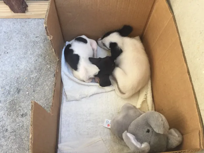 Cachorro raça  idade Abaixo de 2 meses nome Olivia e Nina