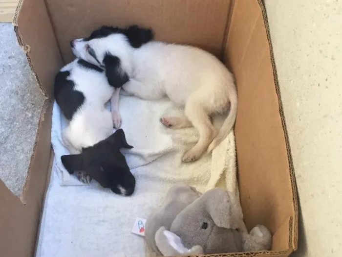 Cachorro raça  idade Abaixo de 2 meses nome Olivia e Nina