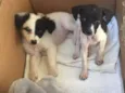 Olivia e Nina