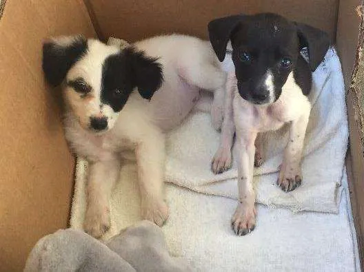 Cachorro raça  idade Abaixo de 2 meses nome Olivia e Nina