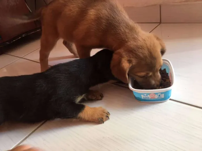Cachorro ra a sem raça definida idade Abaixo de 2 meses nome Kyra e Obama