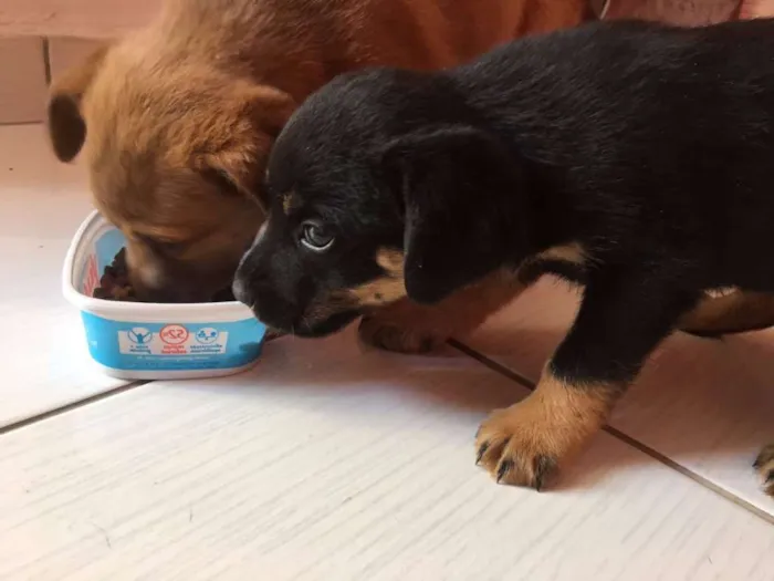 Cachorro ra a sem raça definida idade Abaixo de 2 meses nome Kyra e Obama