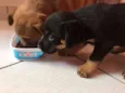 Kyra e Obama
