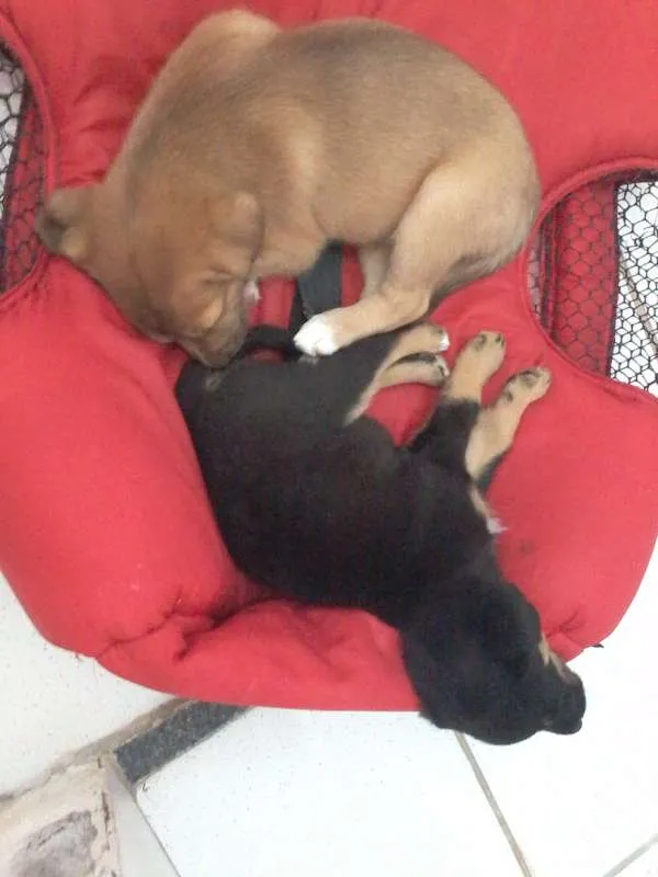 Cachorro ra a sem raça definida idade Abaixo de 2 meses nome Kyra e Obama