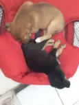 Kyra e Obama