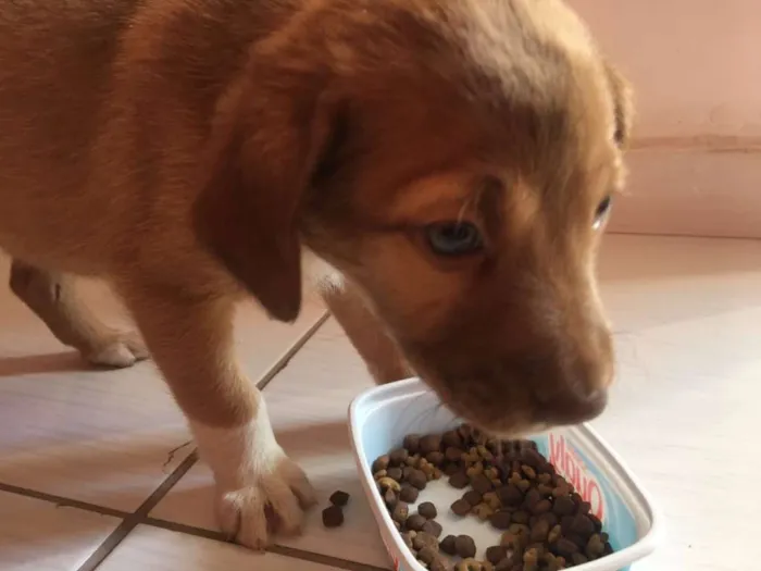 Cachorro ra a sem raça definida idade Abaixo de 2 meses nome Kyra e Obama
