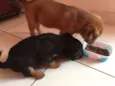 Kyra e Obama