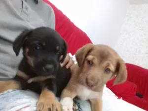 Cachorro raça sem raça definida idade Abaixo de 2 meses nome Kyra e Obama