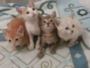 Gato raça SRD idade Abaixo de 2 meses nome gatinhos