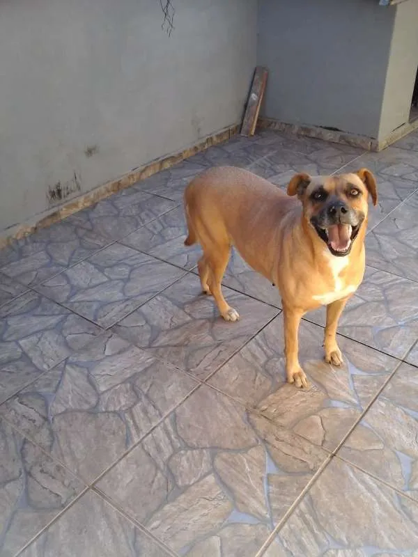 Cachorro ra a SRD idade 6 ou mais anos nome Belinha