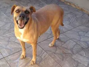 Cachorro raça SRD idade 6 ou mais anos nome Belinha