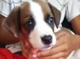 Cachorro raça VIRA LATA idade Abaixo de 2 meses nome FILHOTE 6