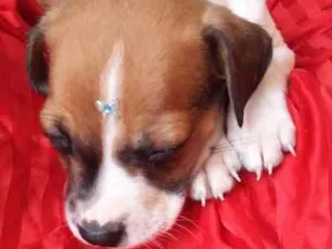 Cachorro raça VIRA LATA idade 2 a 6 meses nome BOTAFOGUINHO