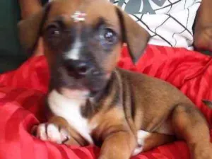 Cachorro raça VIRA LATA idade 2 a 6 meses nome FOFURINHA