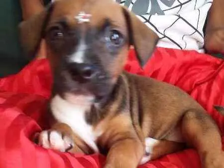 Cachorro ra a VIRA LATA idade 2 a 6 meses nome FOFURINHA