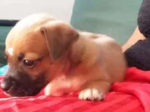 Cachorro raça VIRA LATA idade 2 a 6 meses nome ENGRAÇADINHA