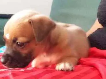 Cachorro ra a VIRA LATA idade 2 a 6 meses nome ENGRAÇADINHA
