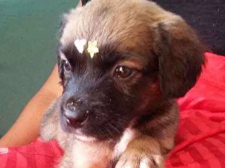 Cachorro ra a VIRA LATA idade 2 a 6 meses nome URSINHA