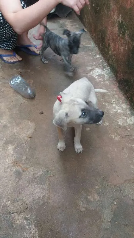 Cachorro ra a  idade 2 a 6 meses nome Estrela