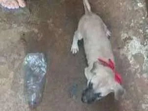 Cachorro raça  idade 2 a 6 meses nome Estrela