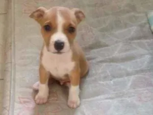 Cachorro raça PITBUL idade 2 a 6 meses nome THOR