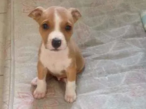 Cachorro ra a PITBUL idade 2 a 6 meses nome THOR