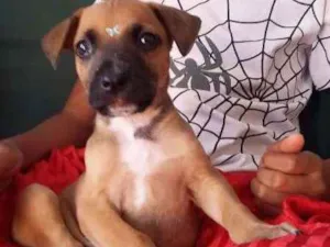 Cachorro raça VIRA LATA idade 2 a 6 meses nome CARAMELO