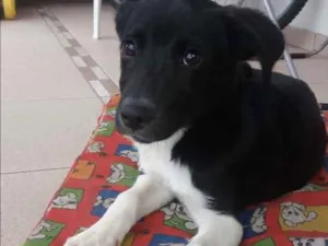 Cachorro raça Não sei idade 7 a 11 meses nome Aruna