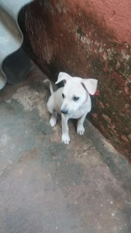 Cachorro ra a  idade 2 a 6 meses nome Branquinha