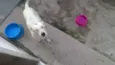 Lua