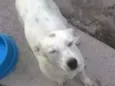 Lua