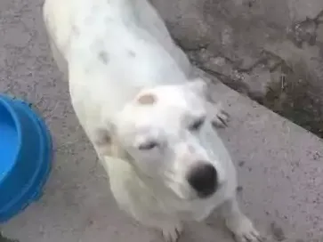 Cachorro ra a Vira lata idade 1 ano nome Lua