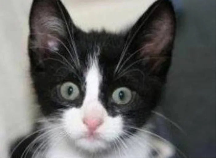 Gato ra a SRD idade Abaixo de 2 meses nome Família Feliz