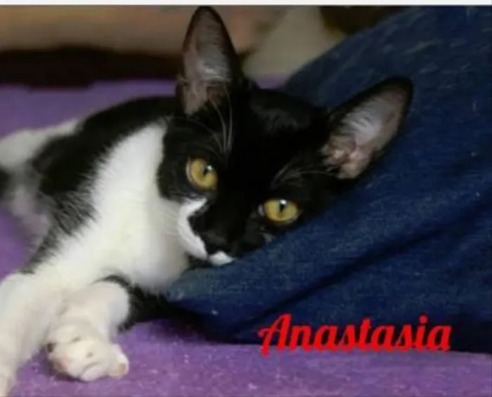 Gato ra a SRD idade Abaixo de 2 meses nome Família Feliz