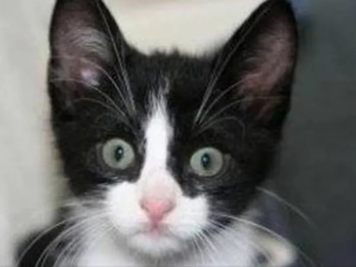 Gato ra a SRD idade Abaixo de 2 meses nome Família Feliz