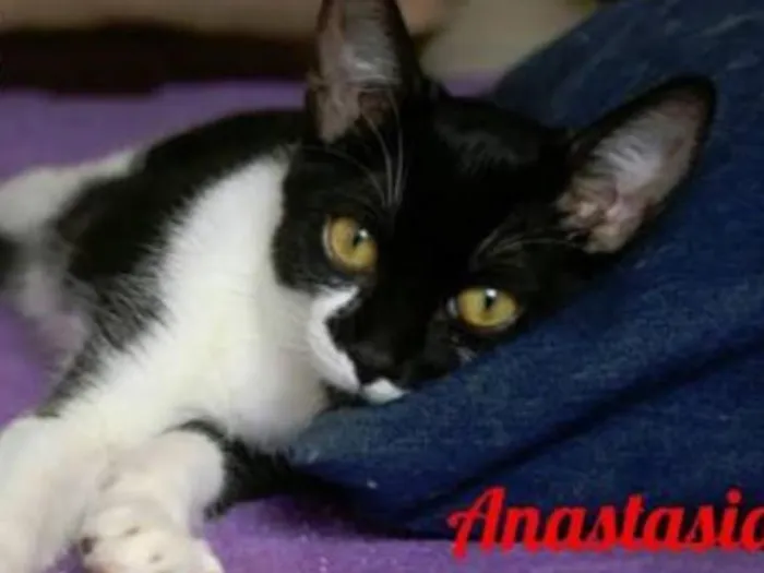 Gato ra a SRD idade Abaixo de 2 meses nome Família Feliz