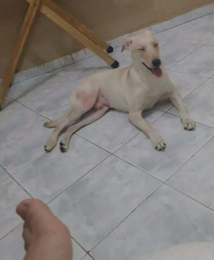 Cachorro raça Labrador misturado idade 2 a 6 meses nome Spike