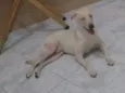 Spike
