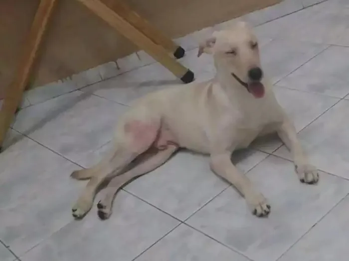 Cachorro raça Labrador misturado idade 2 a 6 meses nome Spike