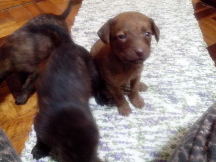 Cachorro ra a viralata idade Abaixo de 2 meses nome sem nome