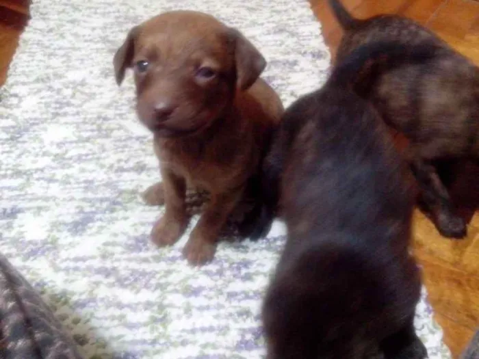 Cachorro ra a viralata idade Abaixo de 2 meses nome sem nome