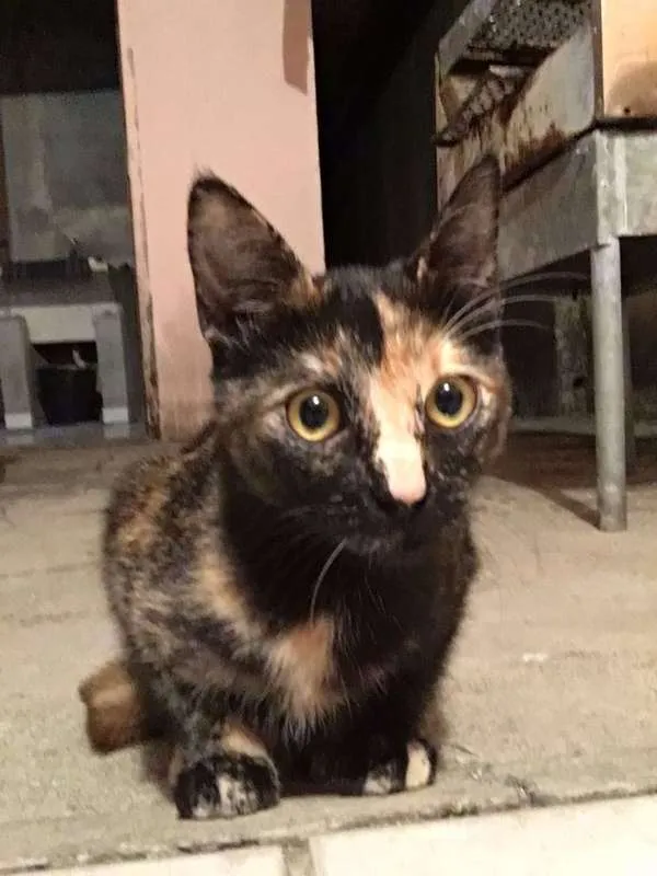 Gato ra a sem raça idade 1 ano nome Radija