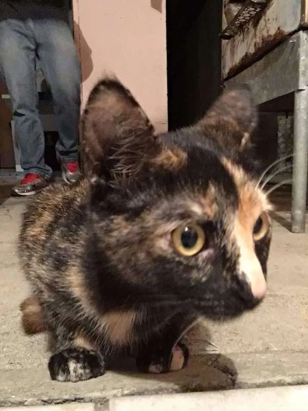 Gato ra a sem raça idade 1 ano nome Radija