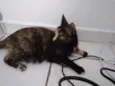 Radija