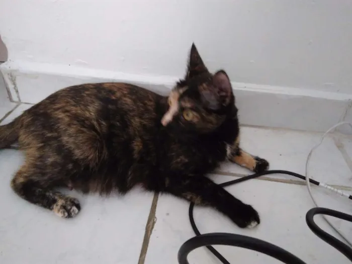 Gato ra a sem raça idade 1 ano nome Radija