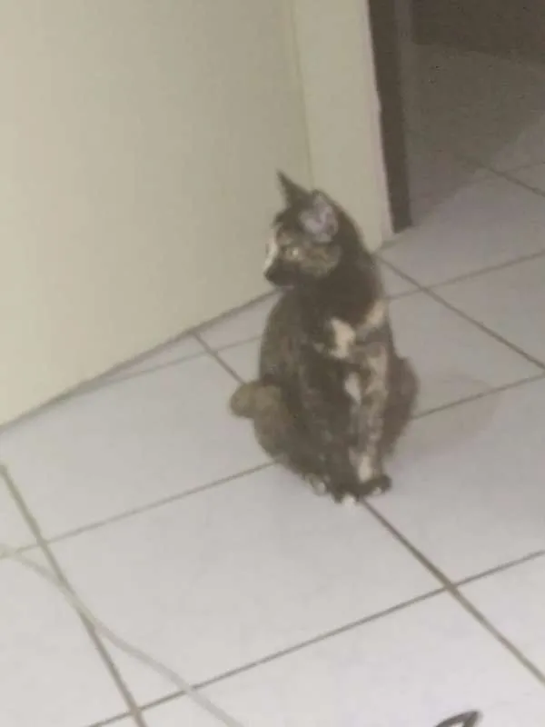 Gato ra a sem raça idade 1 ano nome Radija