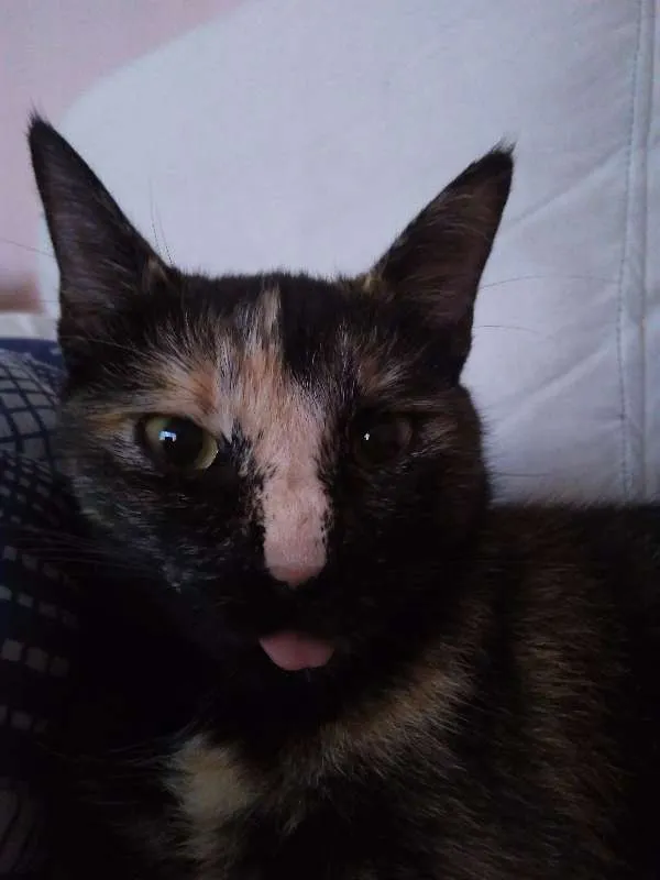 Gato ra a sem raça idade 1 ano nome Radija