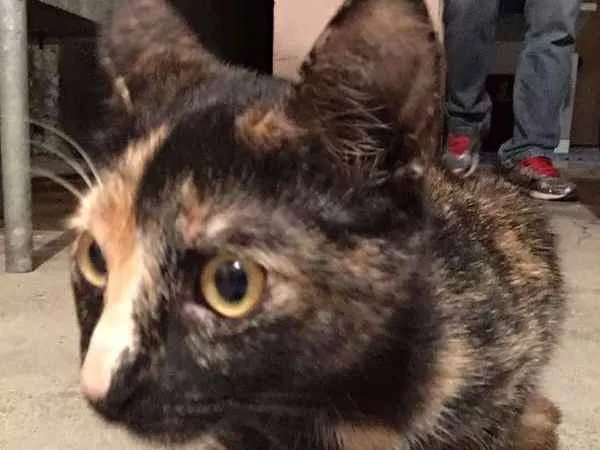 Gato ra a sem raça idade 1 ano nome Radija