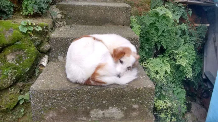 Cachorro ra a Vira Lata idade 6 ou mais anos nome Ralf