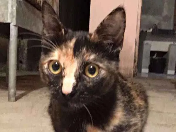 Gato ra a sem raça idade 1 ano nome Radija